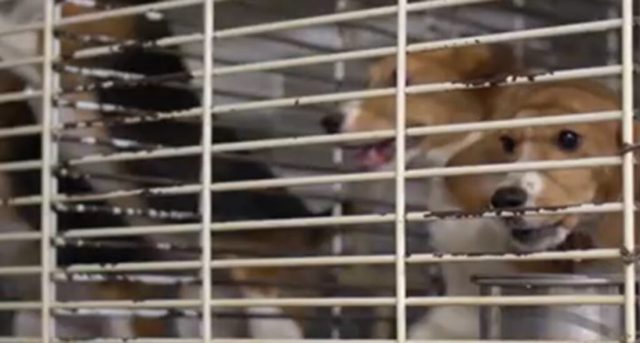 Notorious Beagle Breeder That Supplies Fauci-Funded Labs Hit with 300 Violations