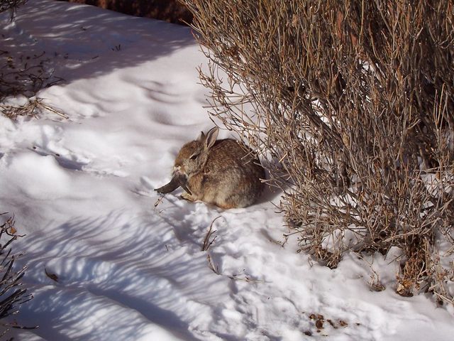 Virus in Colorado Causing Bizarre Horn-Like Growths on Rabbits