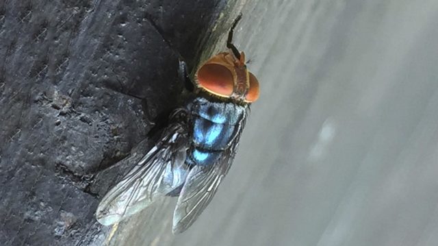 US to drop billions of flies on Mexico and Texas – AP