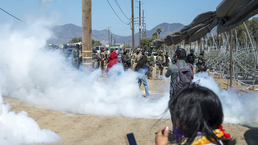 Chaos breaks out during immigration raid on ‘world’s largest cannabis farm’ (VIDEOS)