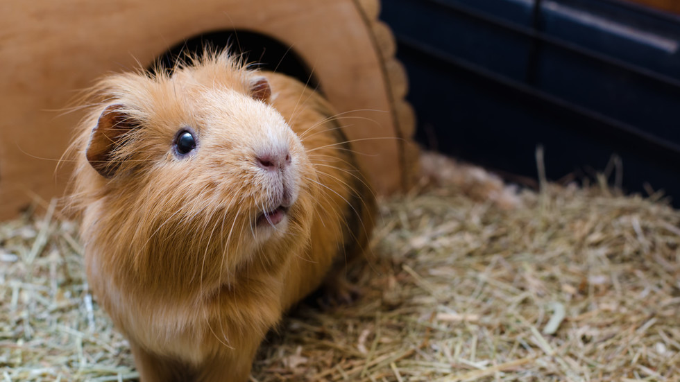 Danish zoo wants to feed unwanted pets to predators