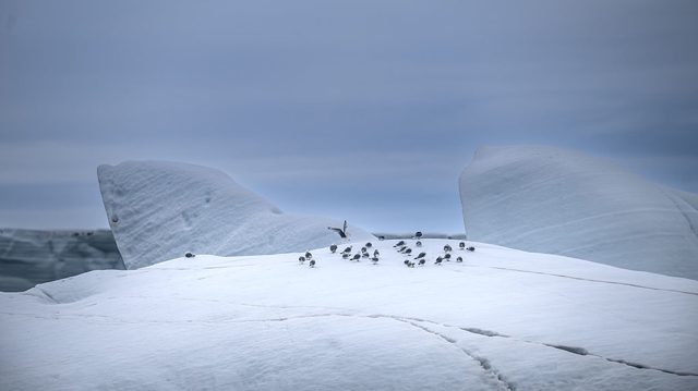 Arctic hit by record-breaking summer heat – researchers