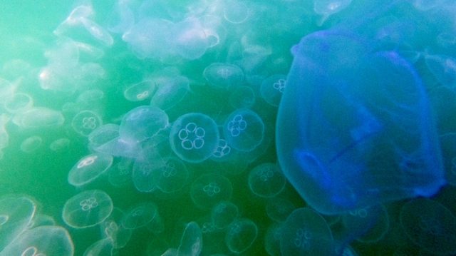 Jellyfish force French nuclear plant shutdown