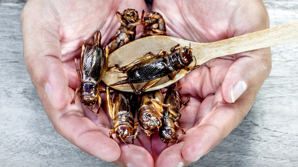 The EU would rather eat bugs than be real about its energy problems