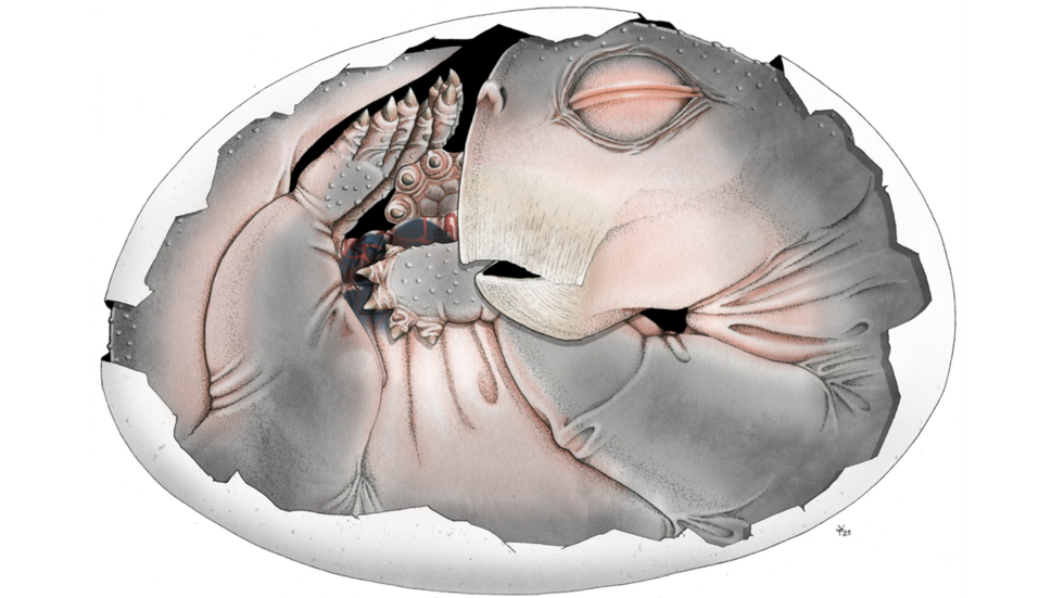 Mammal ancestors laid eggs – study (PHOTOS)