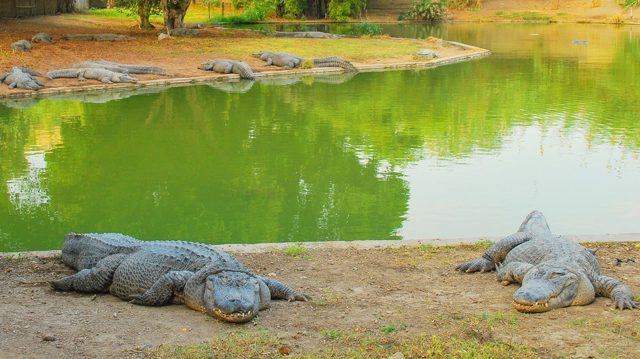 Israel planning to use crocodiles to guard Palestinian inmates – media
