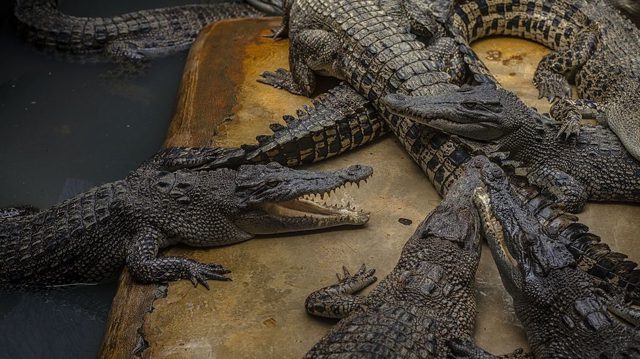 Israeli court blocks crocodile prison guard plan