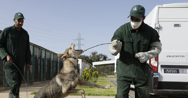 REPORT: Three Million Dogs to be Killed by Firing Squad Ahead of World Cup