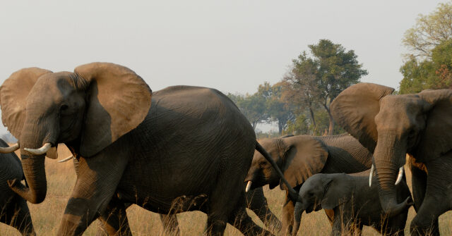 African Elephants Trample Skilled California Hunter to Death as He Pursued Elusive Antelope in Gabon