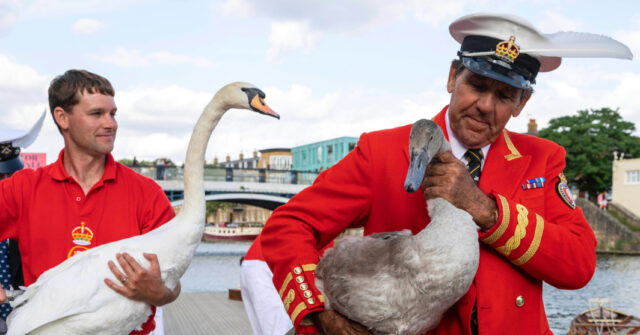 Britain’s Annual Royal Swan Census Kicks Off