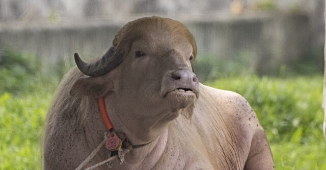 Albino Buffalo Nicknamed ‘Donald Trump’ Becomes National Sensation at Bangladesh Zoo for His Blond Hair