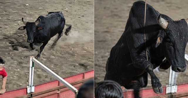 OLÉ! Insane Footage Shows Chaos Ensue After Enraged Bull Leaps Into the Stands During Colombian Bullfight Festival (VIDEOS)