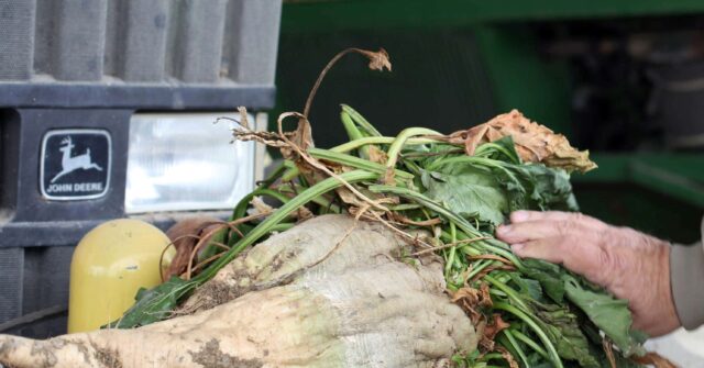 Last Sugar Beet Factory to Leave California, Devastating Local Industry