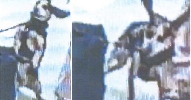 “Kick Around and Find Out”: Egyptian Man Deported After Kicking CBP Airport Dog into the Air for Sniffing Contraband in His Luggage