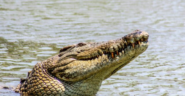 Man Arrested on Suspicion of Attempted Murder After Three-Year-Old Thrown to Zoo Crocodiles
