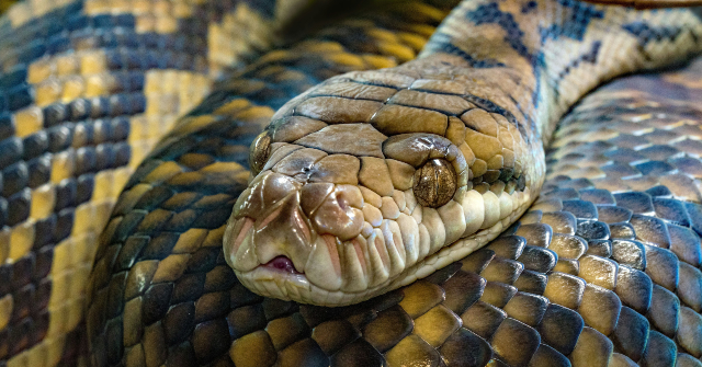 WATCH — China: 900 Snakes Escape Breeding Farm as Floodwaters Devastate Village in Hangzhou