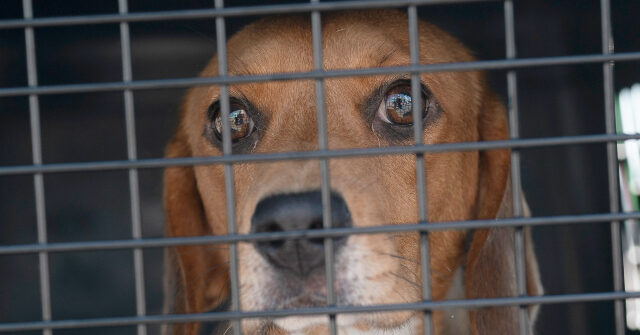 Exclusive — GOP House Members Demand Termination of NIH Funding of Cruel Dog and Cat Experiments