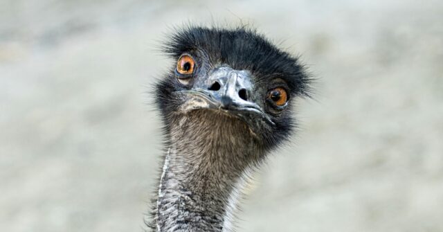 Watch: Rookie Aussie Cop in Hot Pursuit as Runaway Emu Causes Havoc