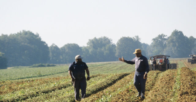 GOP Rep. Downing: Montana Farmers Will ‘Hit Crisis Mode’ Without Help, They Don’t Have Markets