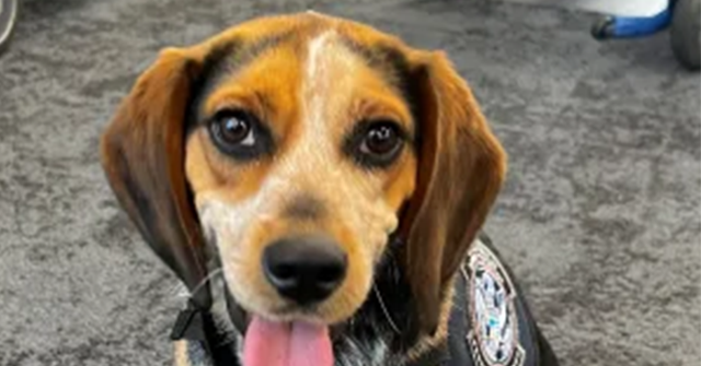 Egyptian Man Pleads Guilty to Kicking Customs and Border Protection Beagle