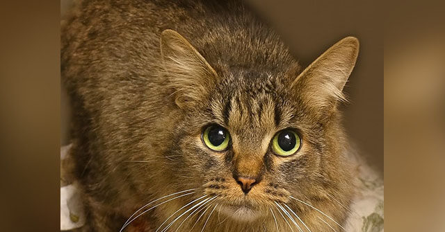 Cat Lost for 443 Days After Hurricane Helene Reunited with Family