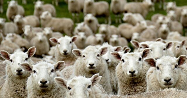 Woke Fashion Designer Uses ‘Gay Sheep’ for Wool in New York Fashion Debut