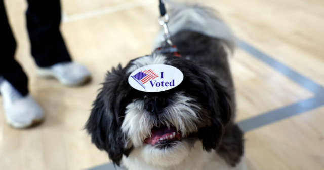Prosecutors: California Woman Registered Her Dog to Vote, Mailed a Ballot in Its Name