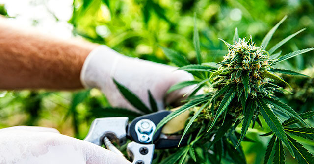Cannabis Stocks Surge as Trump Weighs Marijuana Rescheduling