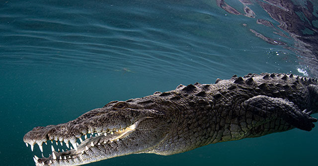 VIDEO — ‘Horrific’: Crocodile Drags Man to Sea, Kills Him at Mexican Resort