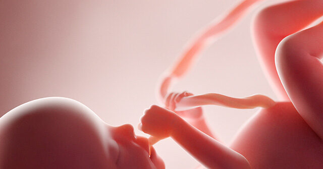 Exclusive: Investigation Shows NIH Funds 17 Grants Involving Fetal Tissue Research