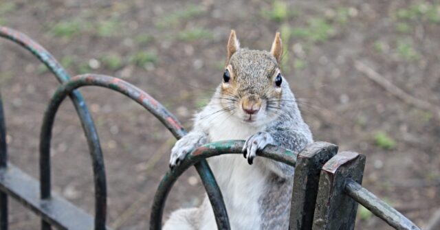 Video: Squirrels ‘Vaping’ Discarded E-Cigarettes Due to Fruity Aromas