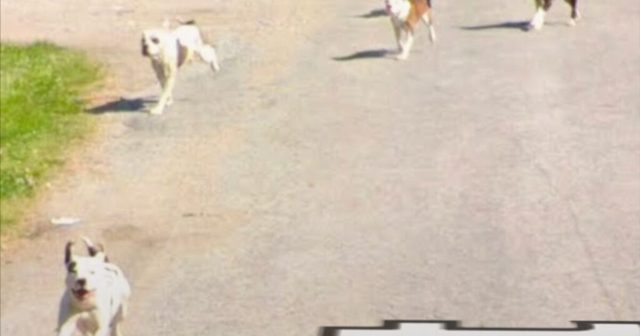 HORROR: Pack of Pitbulls That Terrorized Community For Years Fatally Mauls Elderly Illinois Man – Photo of Killer Dogs Caught on Google Street View Images!