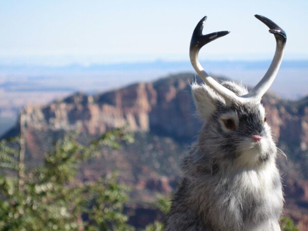 You Won’t Believe What This Virus Is Doing to Rabbits – Real-Life Jackalopes Spotted in Colorado!