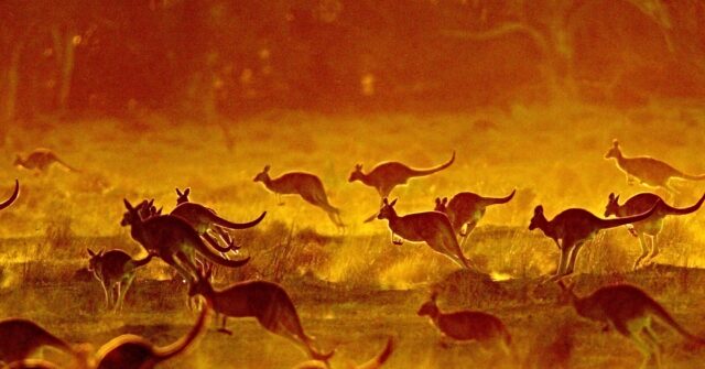 Watch: Crikey! Runaway Kangaroos Bring Down Cyclists in Aussie Road Race