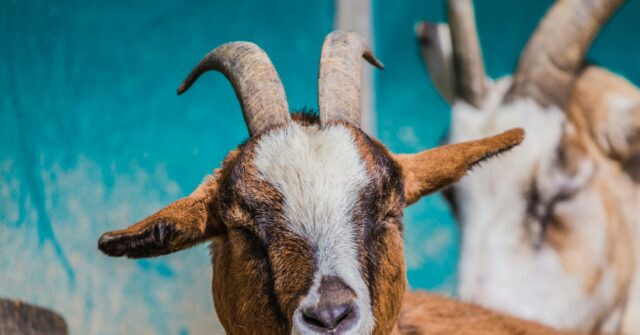 Afghan Male Arrested Over Suspected Rapes of Goats and Sheep