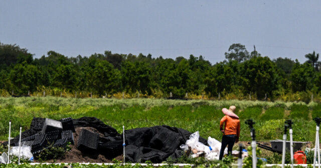 Jenks: GOP H-2A Amnesty Bill Would Create ‘Serf Class’ in Rural America