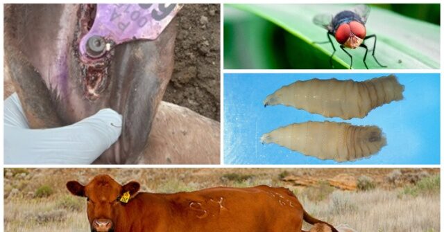 Flesh-Eating Screwworm Found in Texas, Infected Calf Detected Near Border