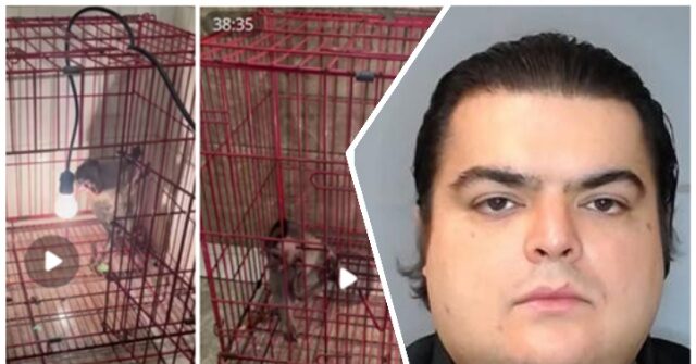 ICE Investigation Leads to Conviction of Florida Man for ‘Sexual Animal Crushing’ Videos