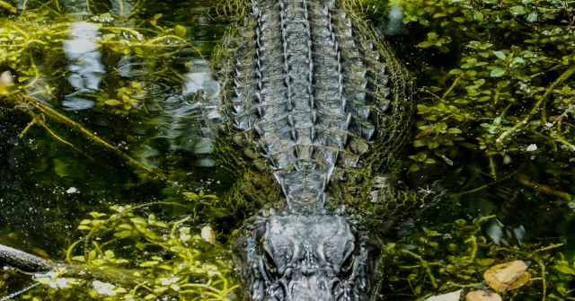 ‘Worst of the Worst’ Criminal Illegal Immigrants Being Sent to Alligator Alcatraz in Florida