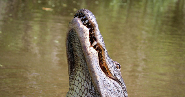 NBC Reporter Worries Illegal Aliens Might Get Injured if They Try to Escape Alligator Alcatraz