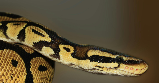 Officials: Passenger Carrying 16 Live Snakes Arrested at India Airport