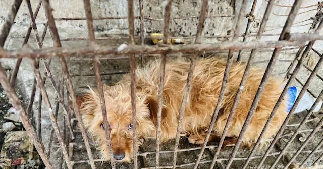Exclusive — PETA Founder Urges Trump Admin to Tariff Donkey Gelatin, Dog Leather, and Other Horrors from China