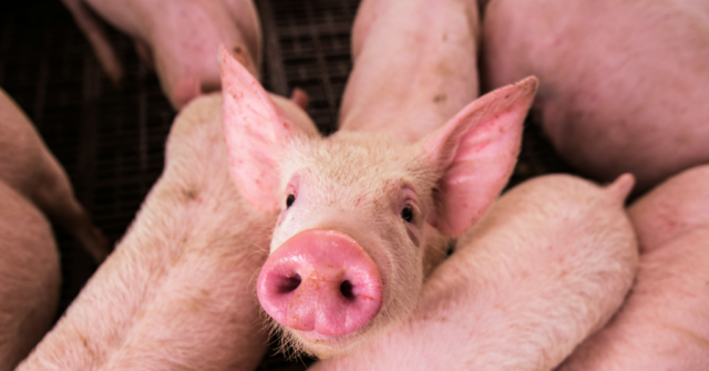Group That Left Pigs Heads on Mosque Doorsteps Worked for Moscow: Report