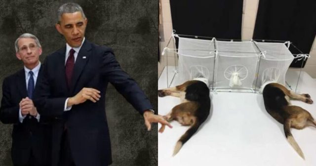 Diary Bombshell: Obama Personally Coached Fauci on Beaglegate, Deployed His Fixer, and Weaponized the Washington Post to Try and Crush White Coat Waste