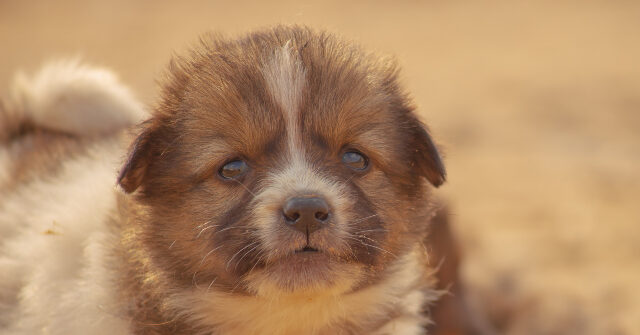 San Fran Dem Resigns After Horrifying Conditions Revealed in Pet Store She Ran