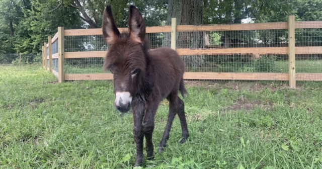 Georgia Cop Placed on Leave After Family’s Baby Donkey ‘HeeHaw’ is Shot and Killed During Search, Owner Says Officers Entered Pasture Without Permission