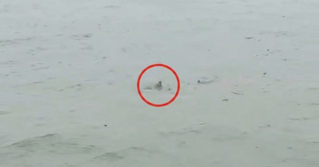 Possible Shark Spotted in Flooded New Jersey Streets as Nor’easter Batters State (VIDEO)