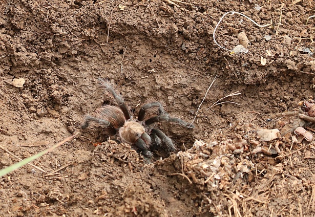 Arachnophobes Beware: ‘Hordes’ of Tarantulas Set to Swarm Parts of US