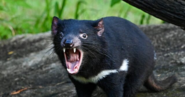 Video: Crafty Tasmanian Devil Escapes Zoo, Evades Captors and Begins Life on the Run