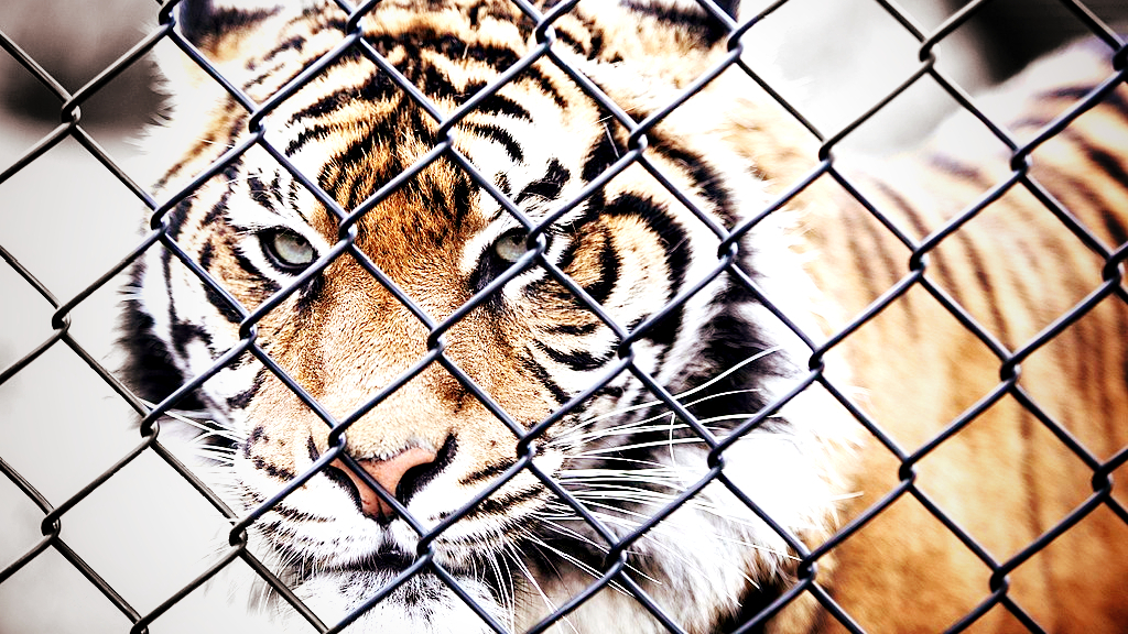 HORROR: Zoo in Denmark Is Asking Pet Owners to Donate Their Animals to Become Food for Caged Predators